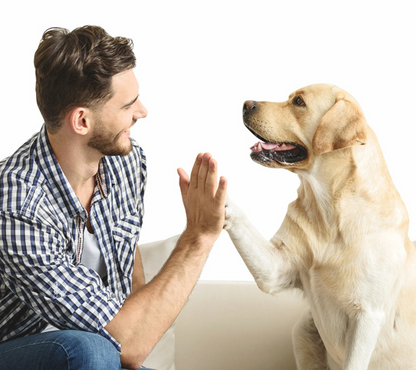 Entrenador para perros – Bastón con clic y silbato – ¡Para una educación canina efectiva! 🐾🎯