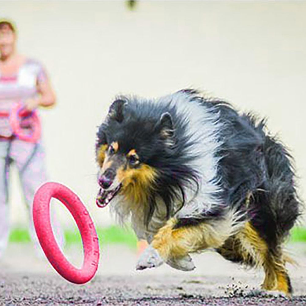 Juguete para perros – Disco volador interactivo para entrenamiento y actividades al aire libre 🥏🐾