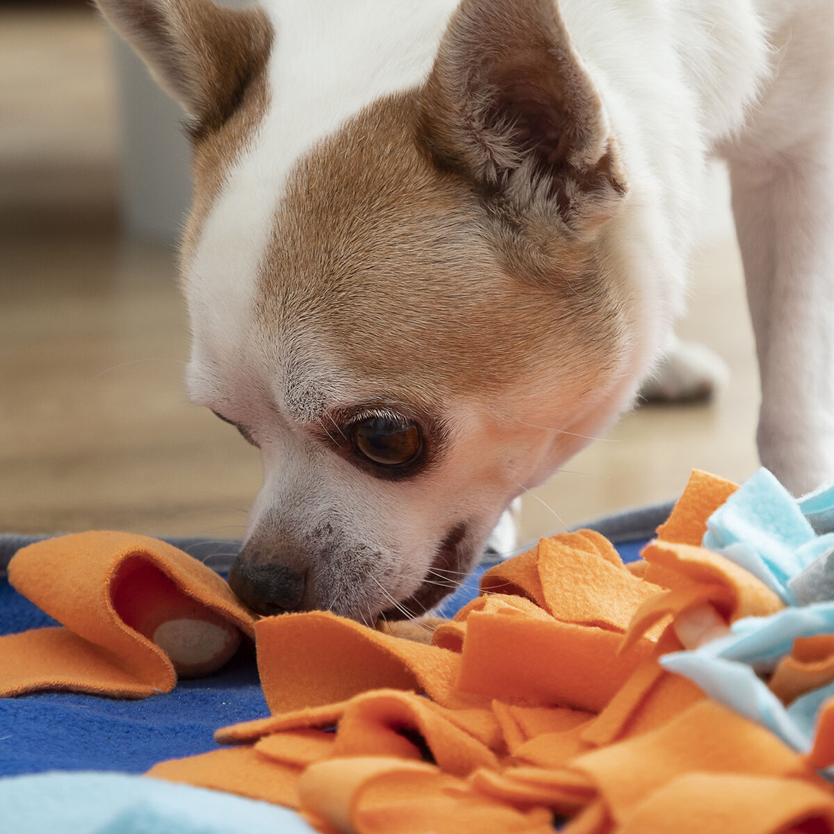 🐶 Alfombra olfativa para perros – Juego, diversión y comida más saludable 🦴